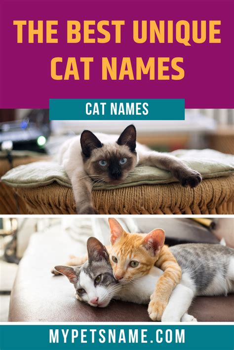 Really Unique Cat Names: 220 Unusual.